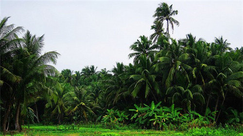 在郴州市加盟奶茶风险大不大，郴州市能加盟嘴魔坊奶茶吗