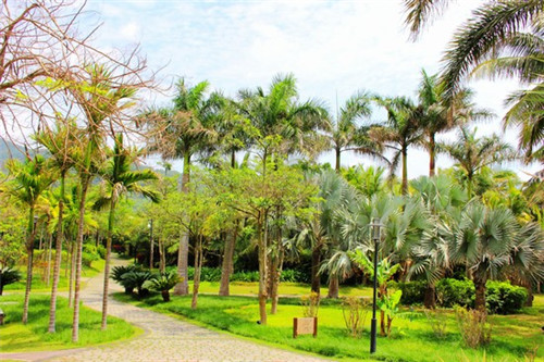 苁蓉粉制作方法（苁蓉粉多少钱一盒）